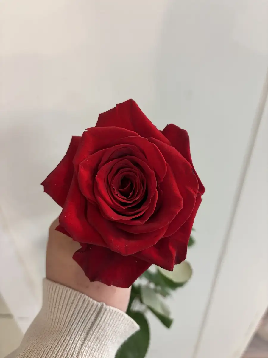 Roses à la pièce
