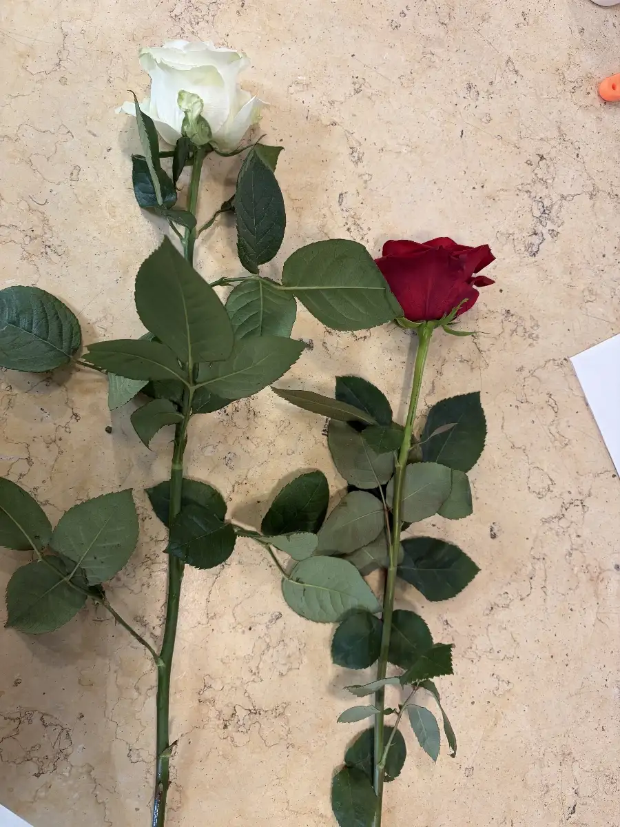 Roses à la pièce