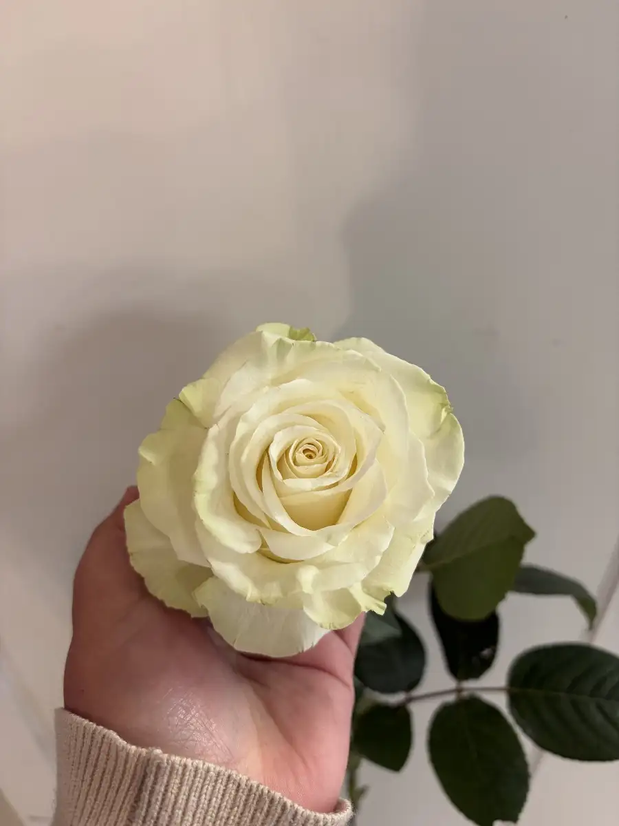 Roses à la pièce