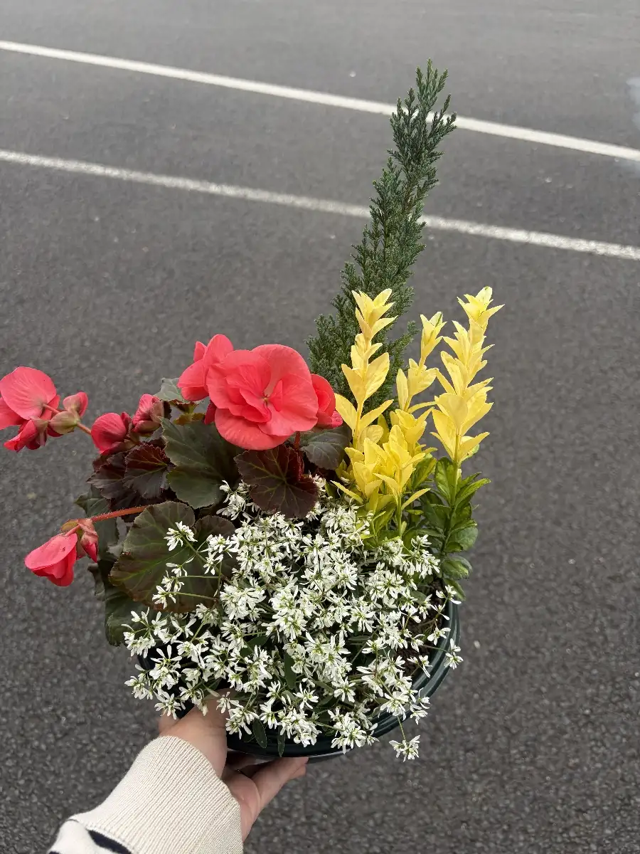 Coupe plante