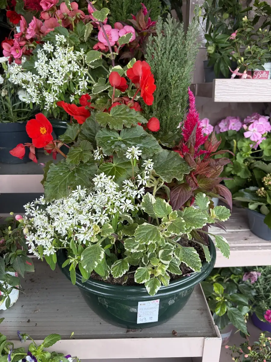 Coupe plante