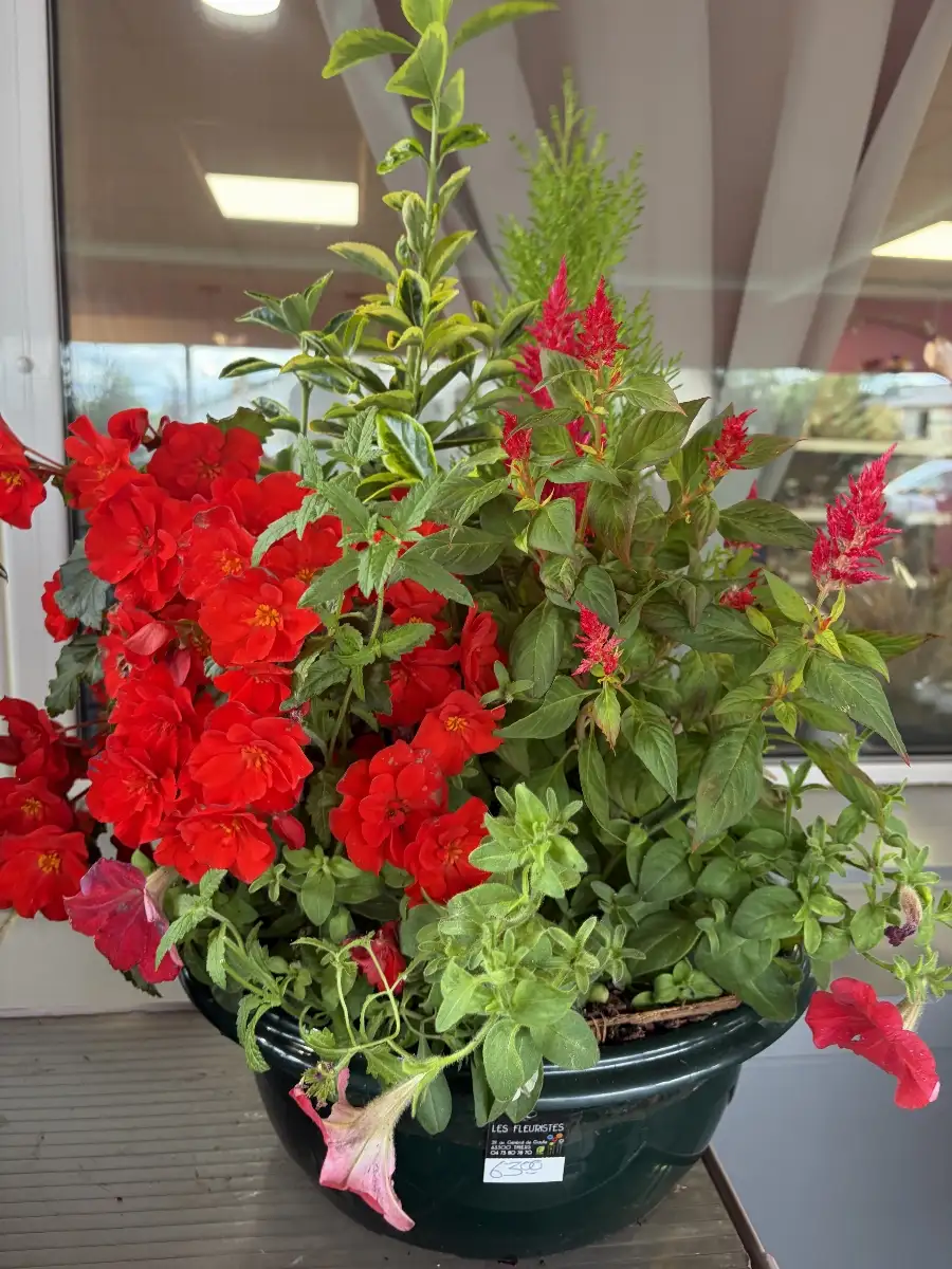 Coupe plante