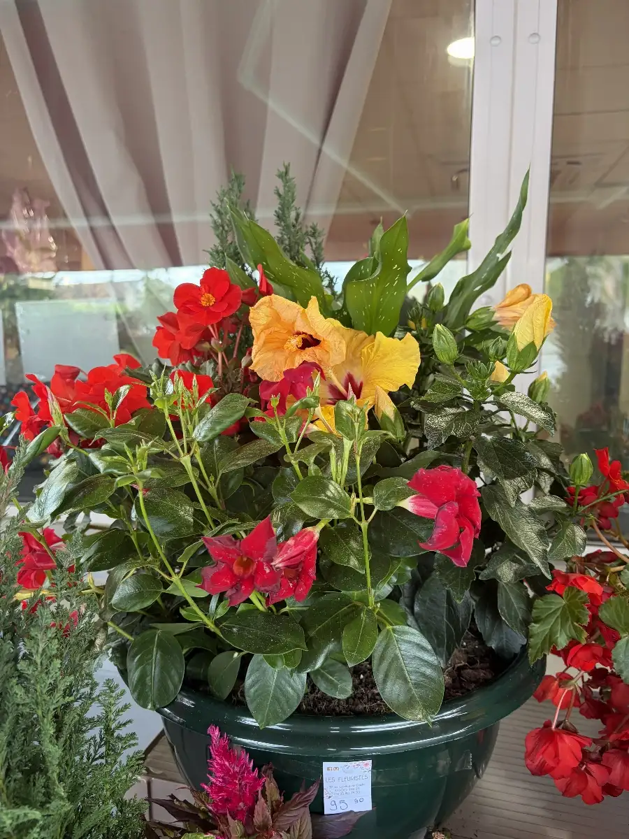 Coupe plante