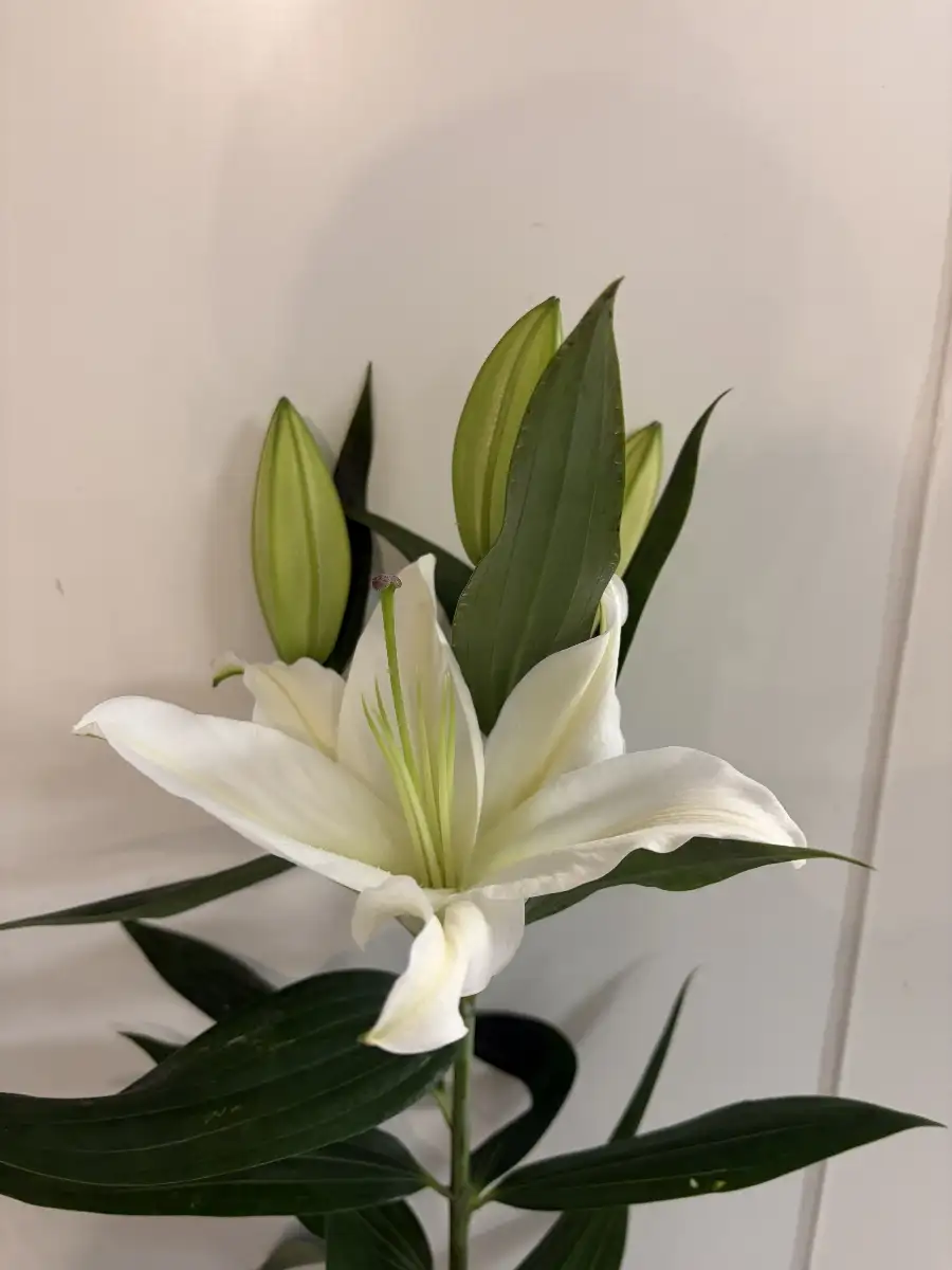 Lys Oriental blanc