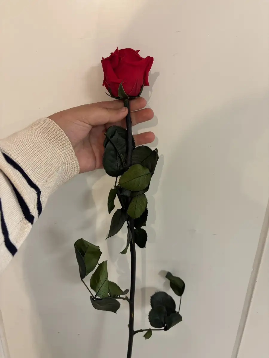 Rose éternelles sur tige