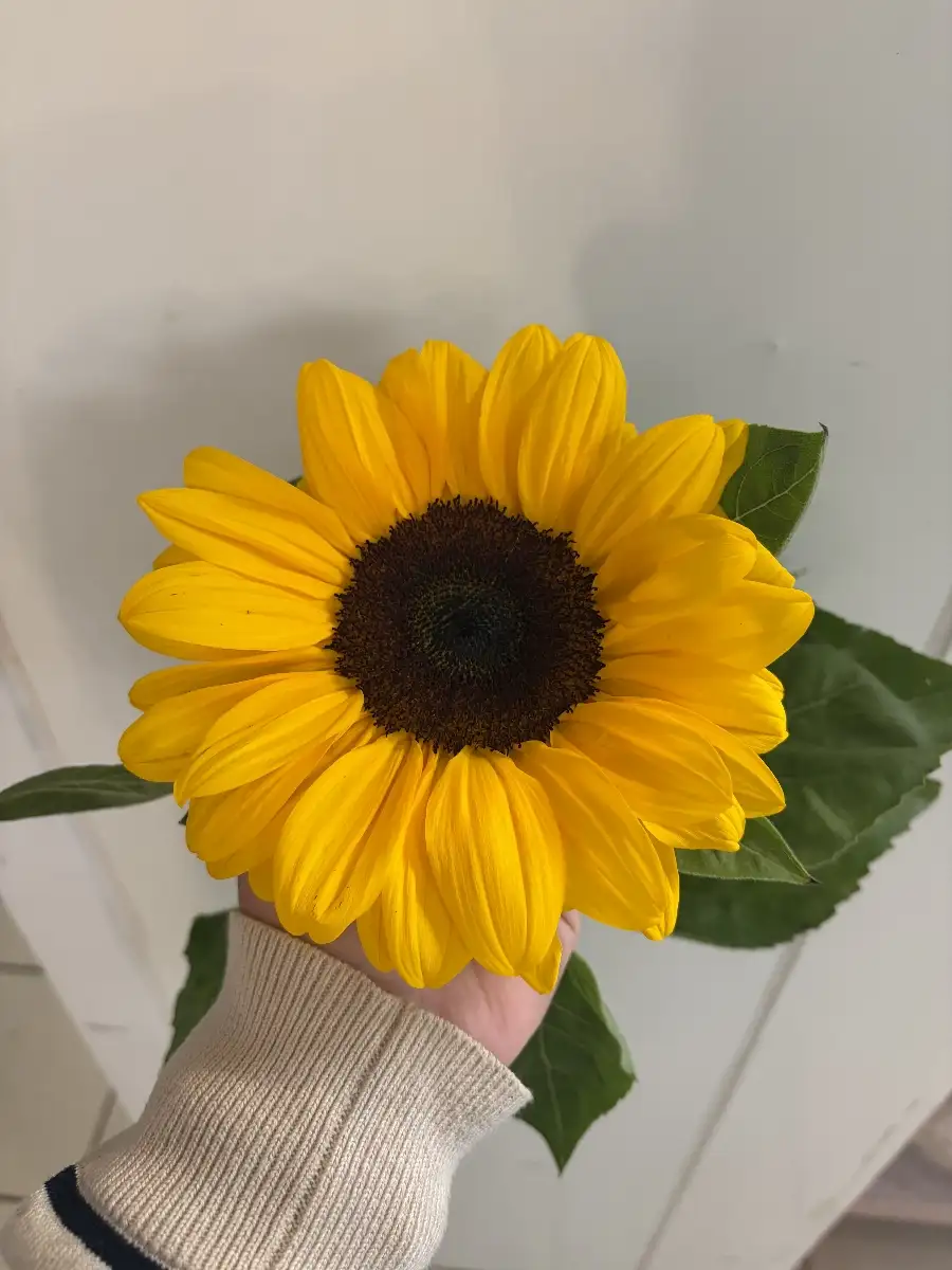 Tournesol